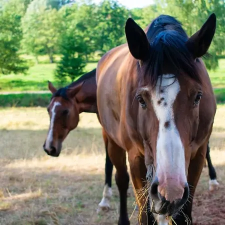 Neue Pfaelzerwald Mit Garten Am Fluss Katzweiler