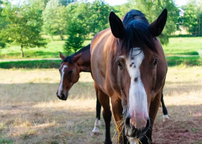 Neue Pfaelzerwald Mit Garten Am Fluss Katzweiler